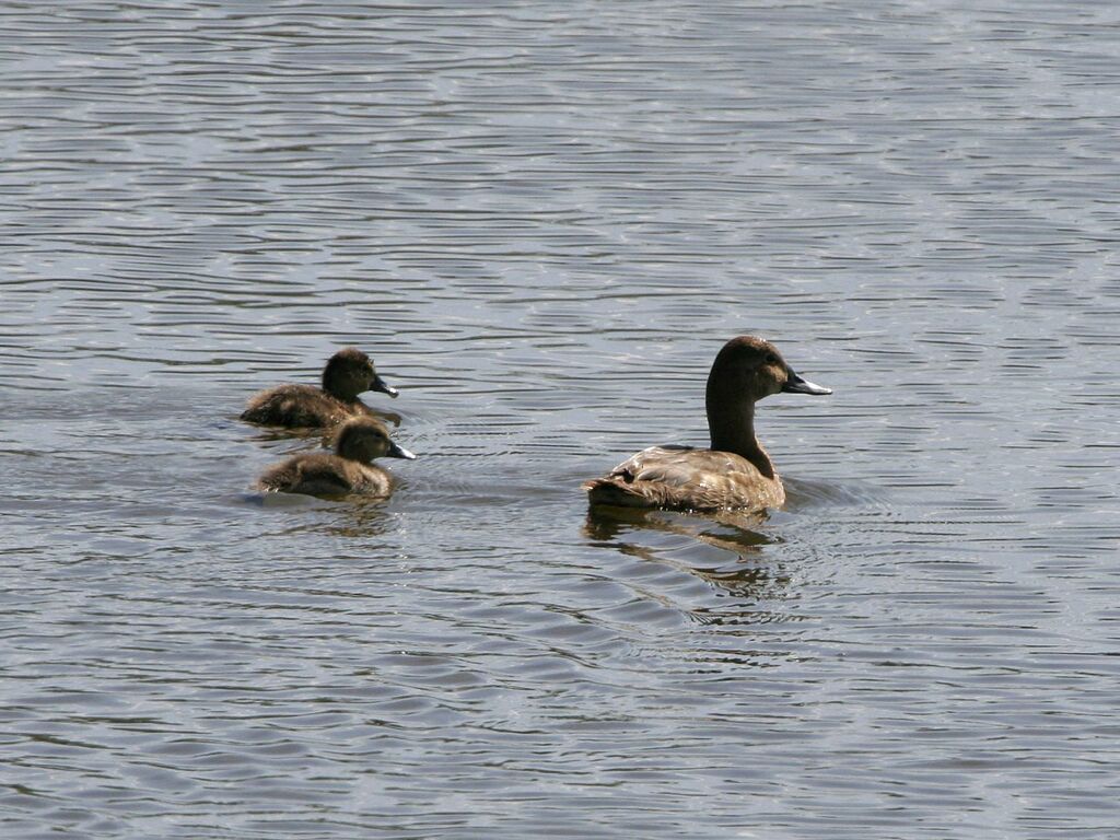 Canard chipeau femelle