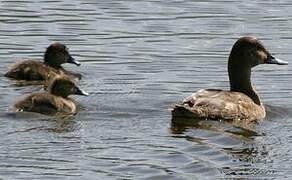 Canard chipeau