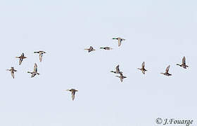 Gadwall