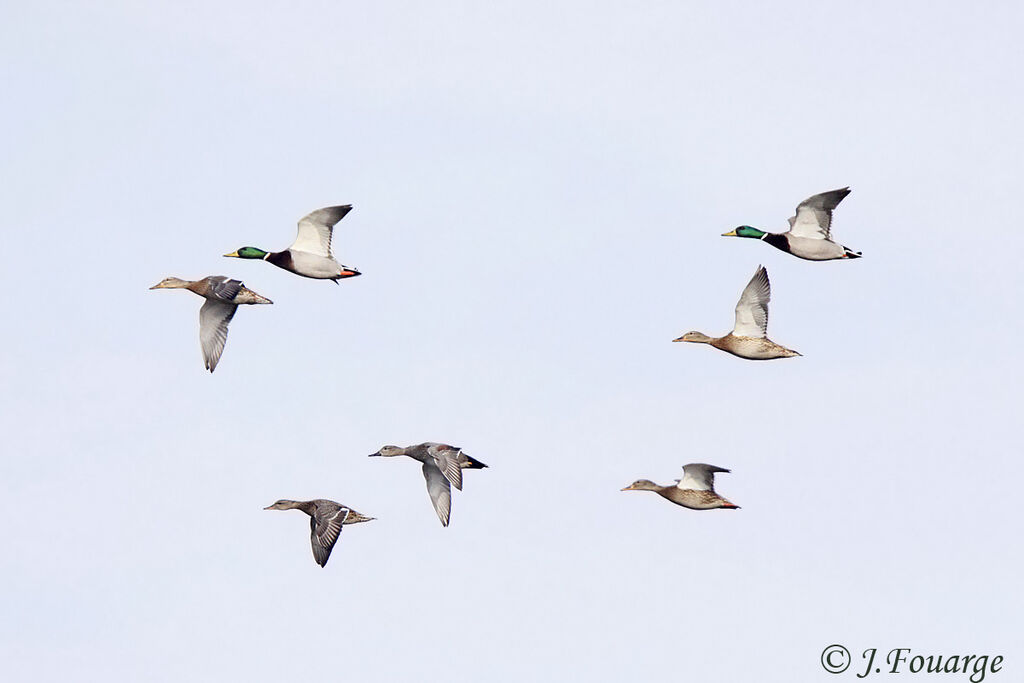 Canard chipeau, Vol