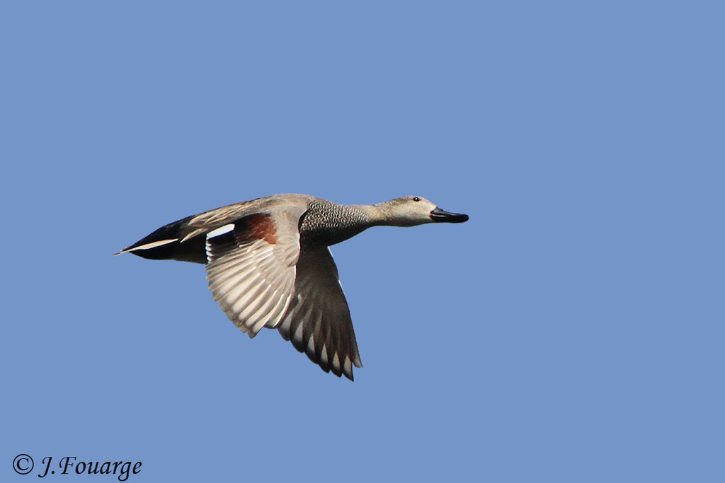 Gadwall female, Flight