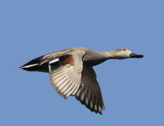 Gadwall