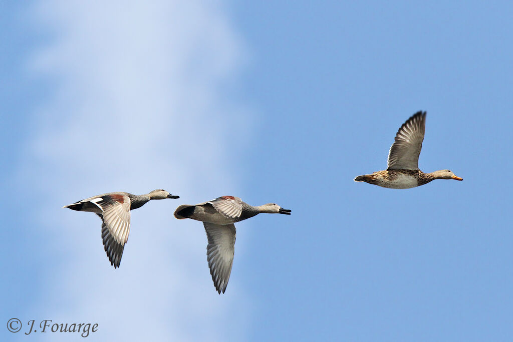 Canard chipeau, Vol