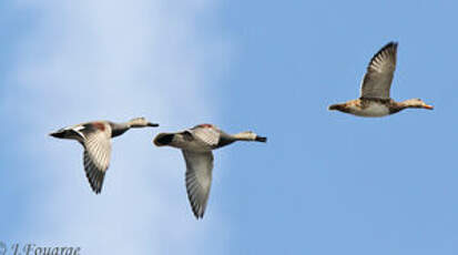 Canard chipeau