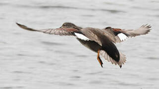 Canard chipeau