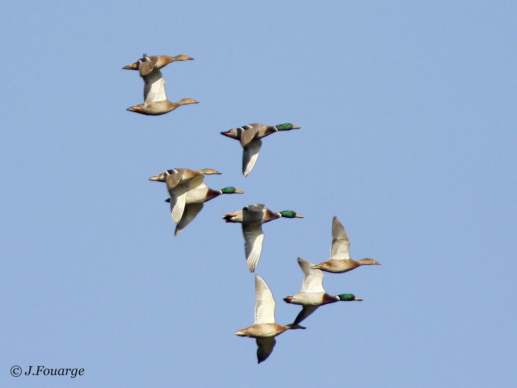 Canard colvert 