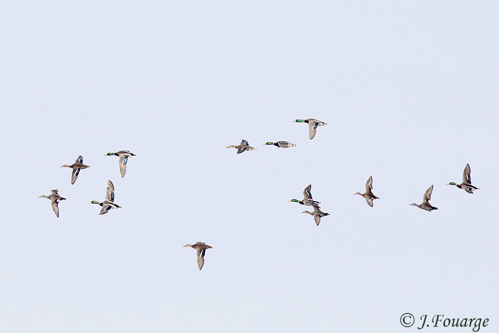 Canard colvert, Vol