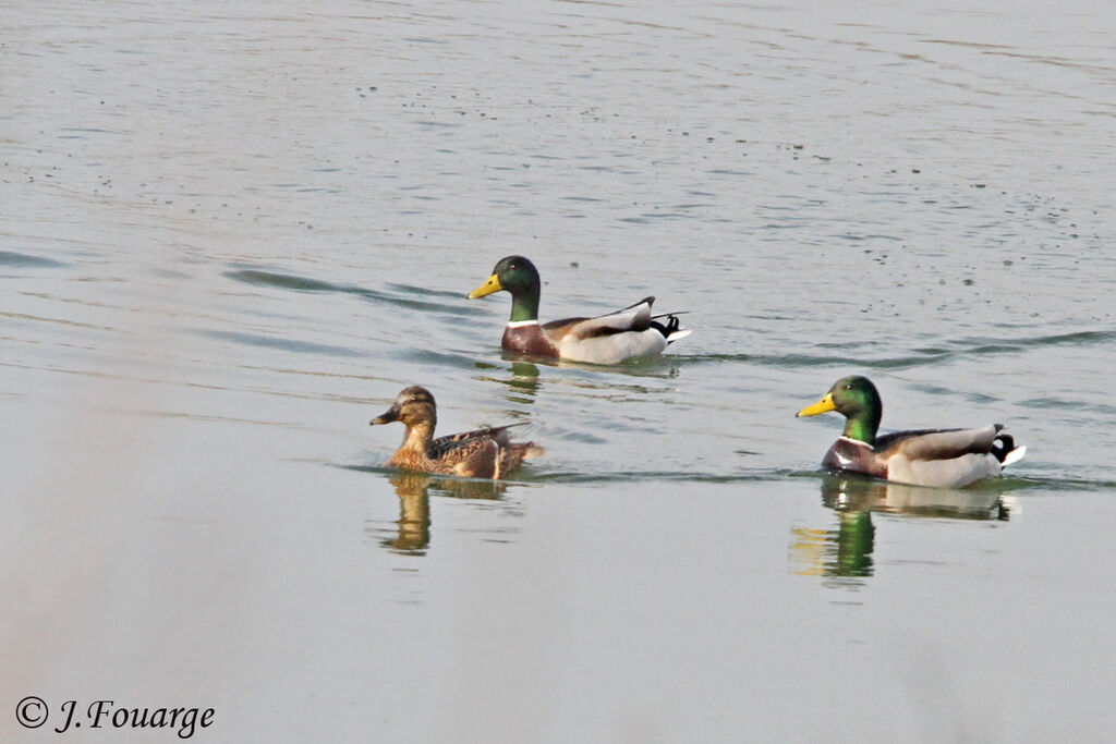 Canard colvert