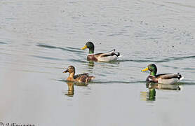 Canard colvert