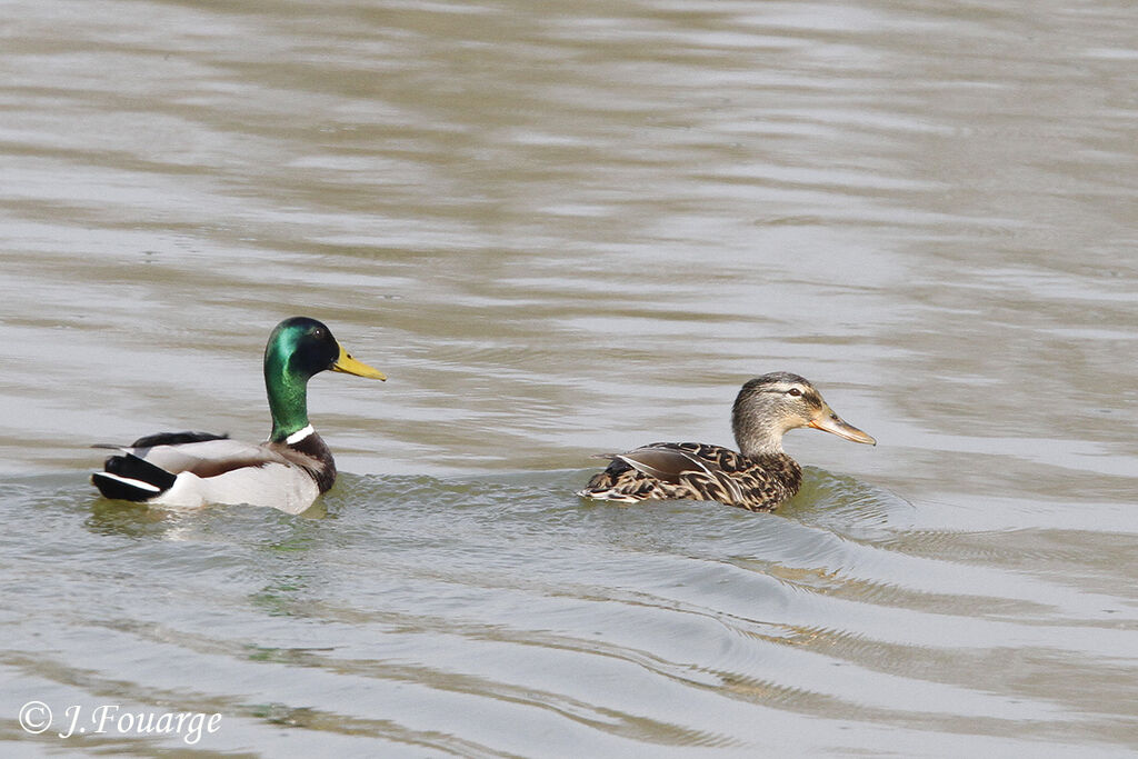 Mallard , identification