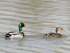 Canard colvert