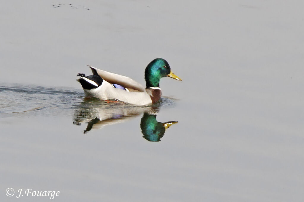 Canard colvert