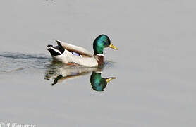 Canard colvert