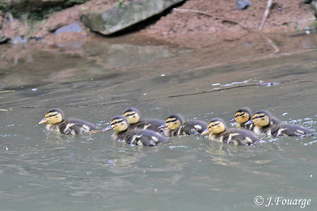 Mallardjuvenile, Reproduction-nesting, Behaviour