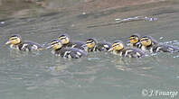 Canard colvert