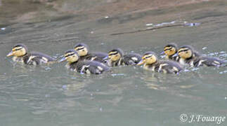 Canard colvert