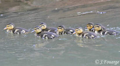 Canard colvert