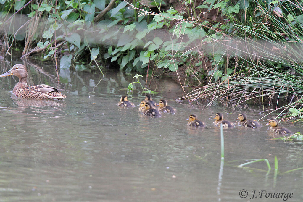 Canard colvert, identification, Nidification, Comportement