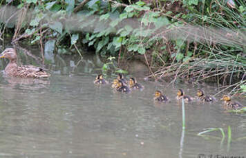 Canard colvert