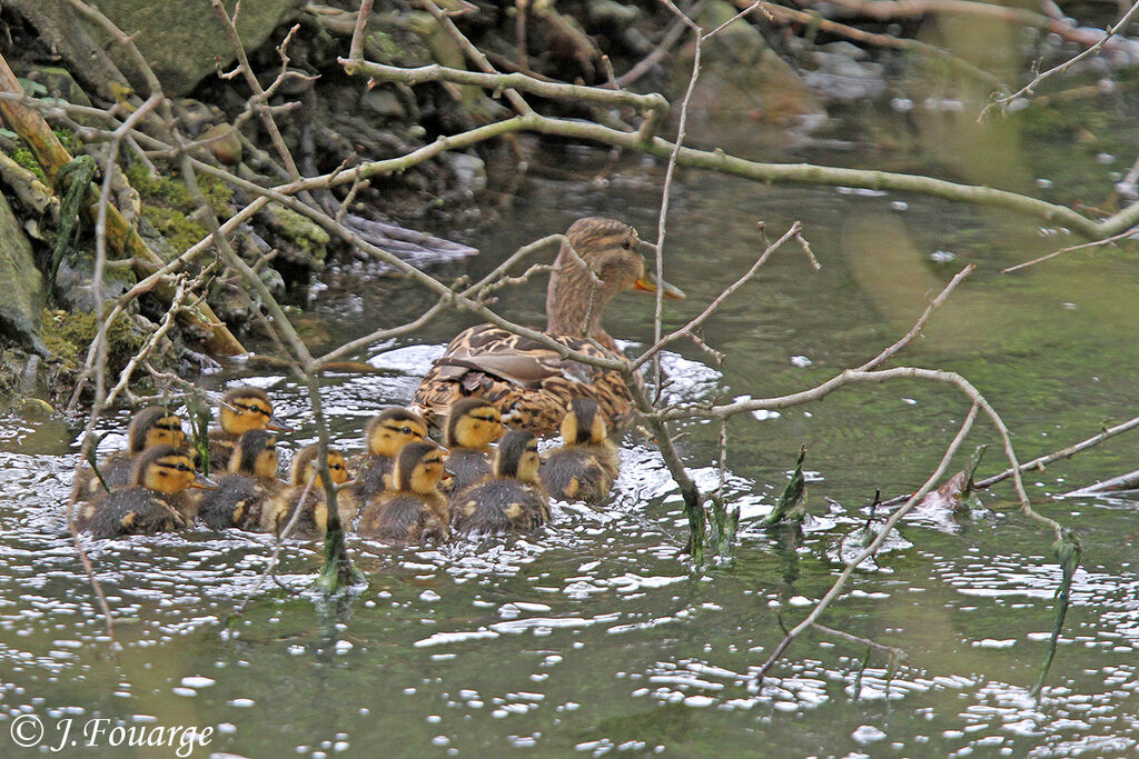 Canard colvert, Nidification, Comportement