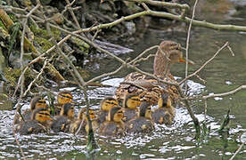 Canard colvert