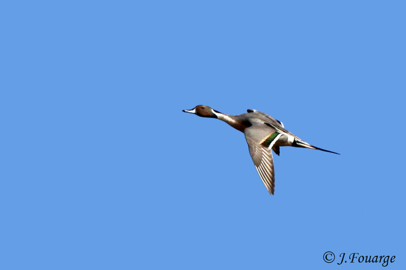 Northern Pintail male, Flight