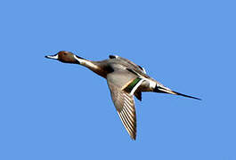 Northern Pintail