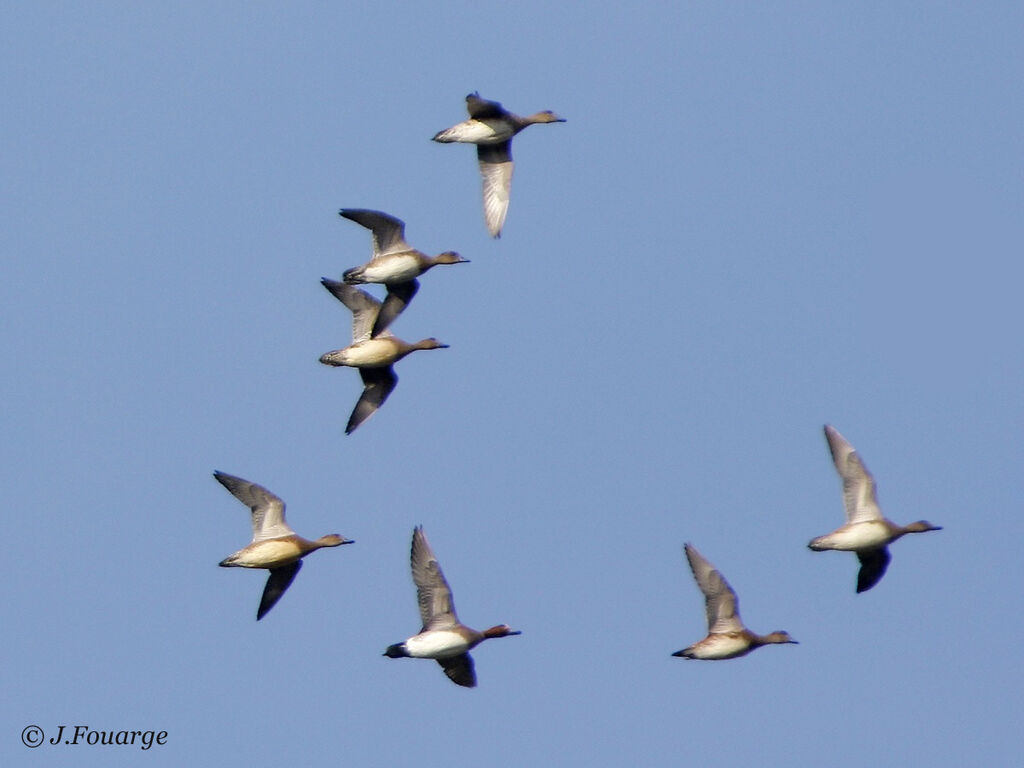 Eurasian Wigeon 