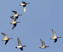 Eurasian Wigeon