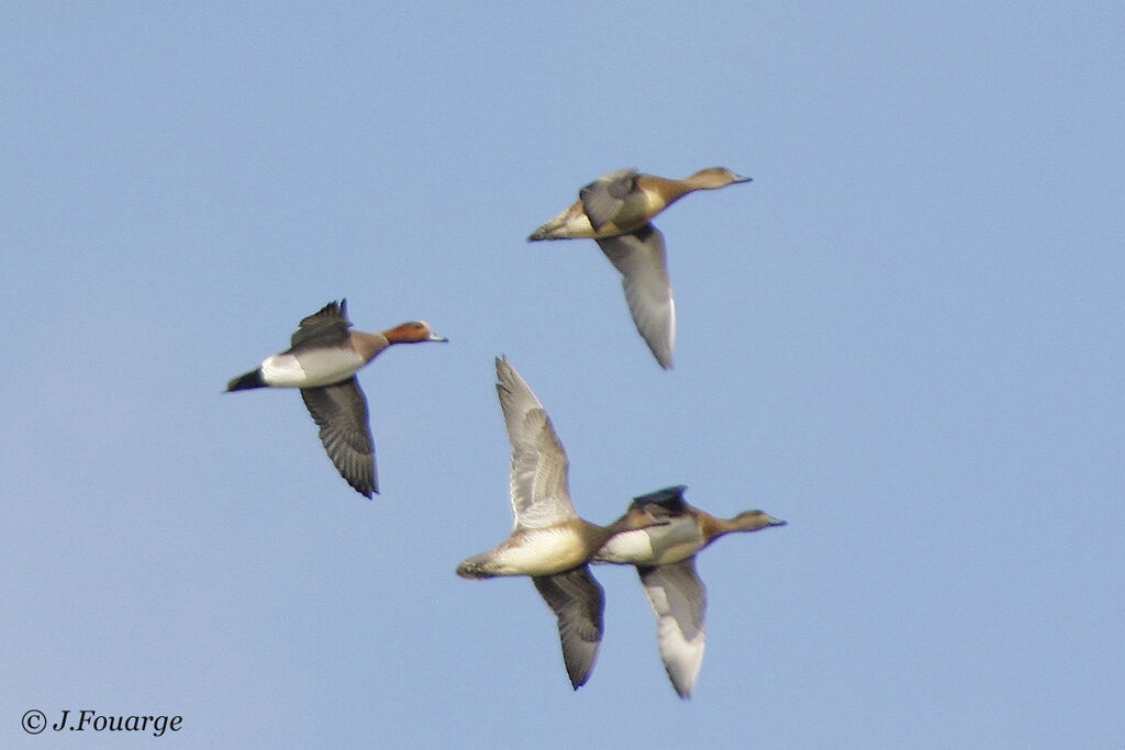 Canard siffleur