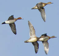 Canard siffleur