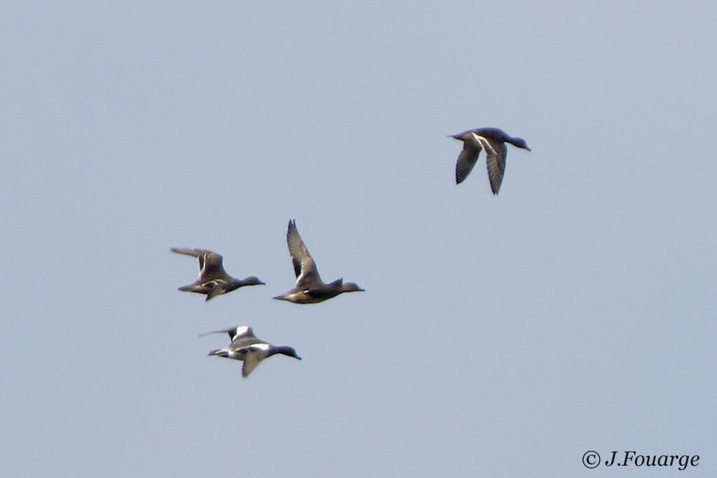 Eurasian Wigeon 