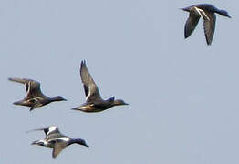 Eurasian Wigeon