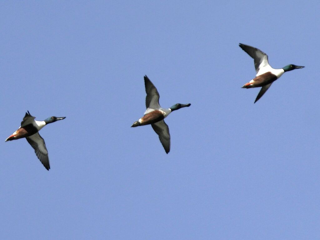 Northern Shoveleradult