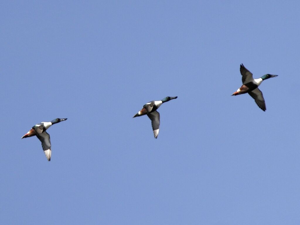 Northern Shoveleradult