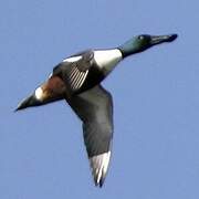 Northern Shoveler