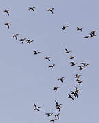 Northern Shoveler