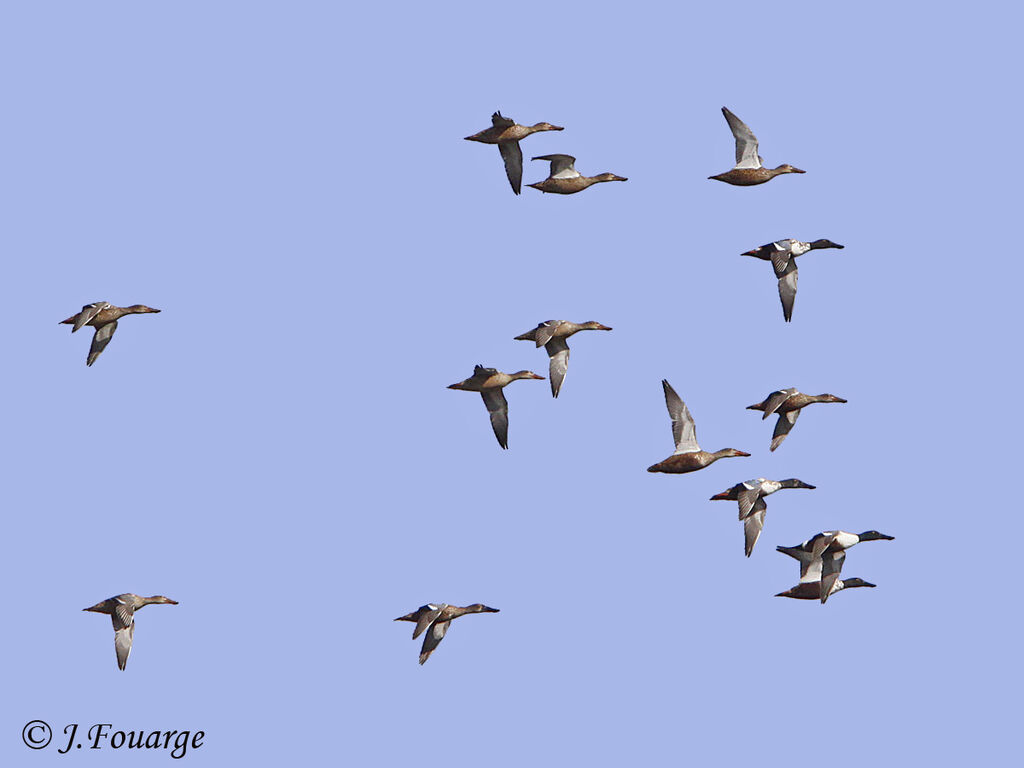 Northern Shoveler, Flight