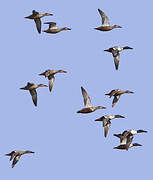 Northern Shoveler