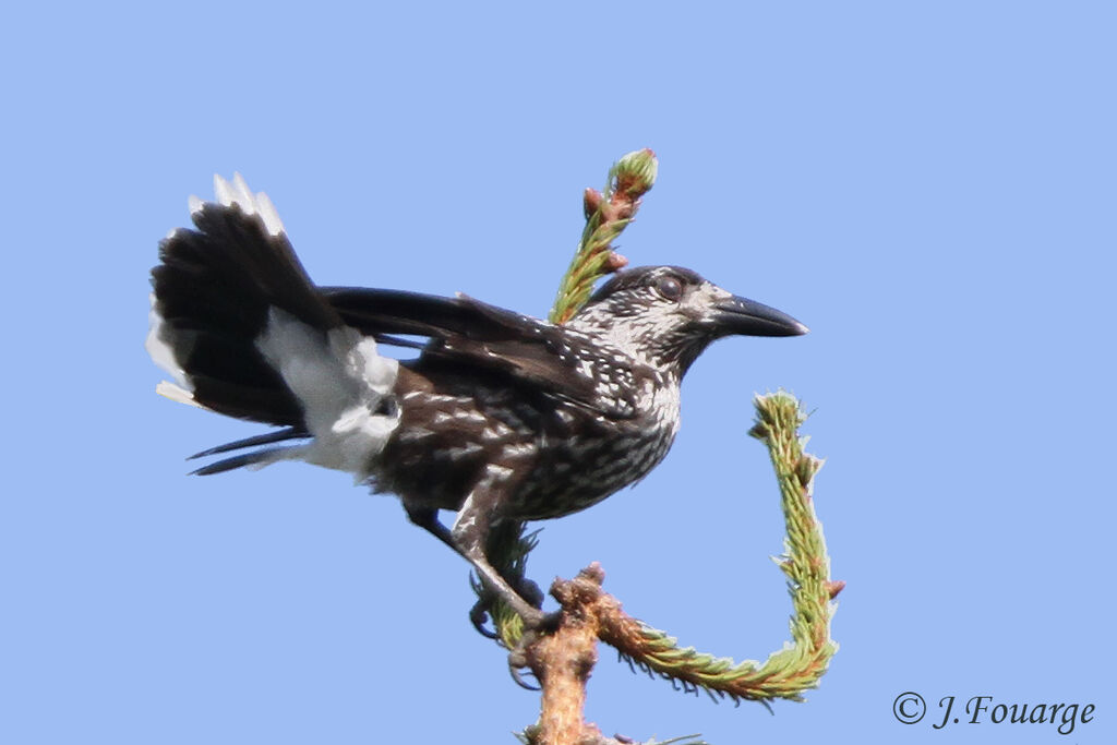 Spotted Nutcracker, identification, Behaviour