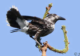 Spotted Nutcracker