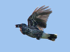 Spotted Nutcracker