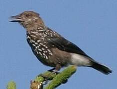 Spotted Nutcracker