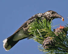 Spotted Nutcracker