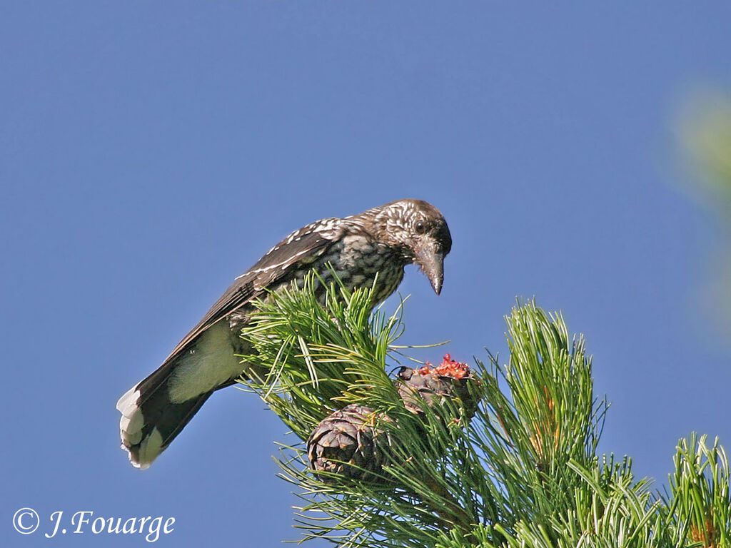 Spotted Nutcracker