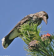 Spotted Nutcracker