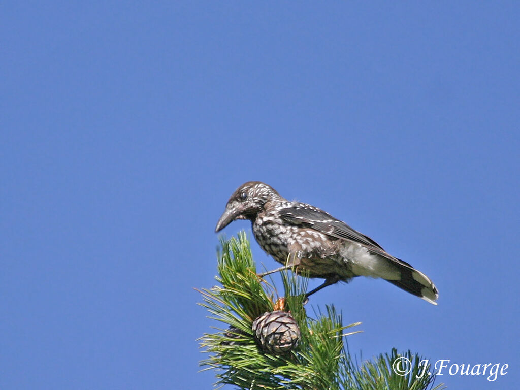 Spotted Nutcracker, identification, feeding habits