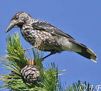 Spotted Nutcracker