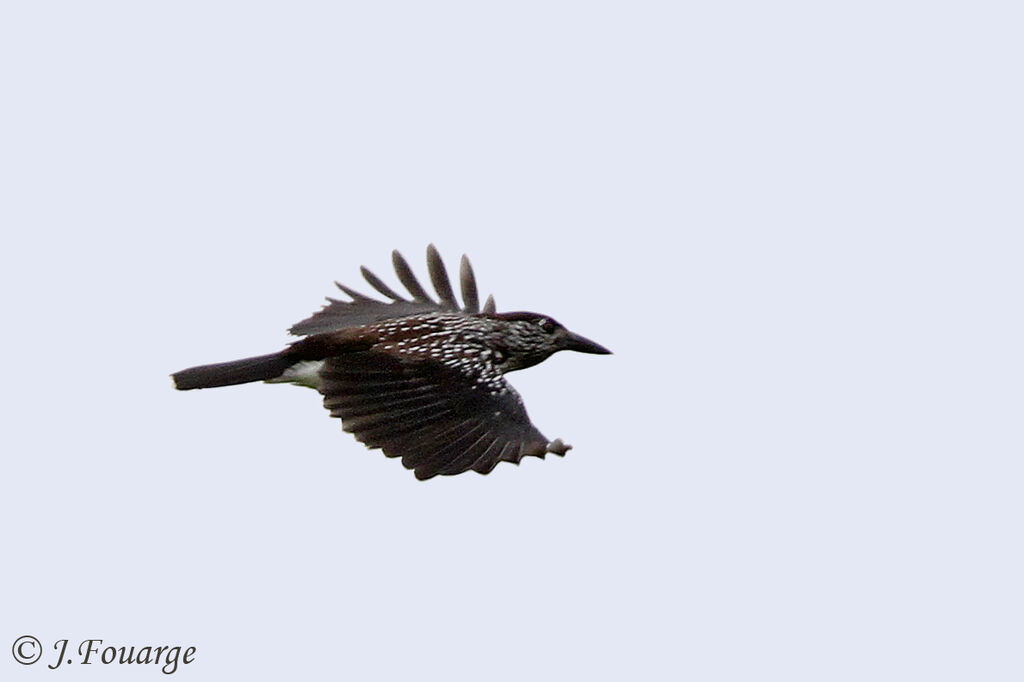 Spotted Nutcracker, Flight, feeding habits, Behaviour