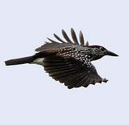 Spotted Nutcracker